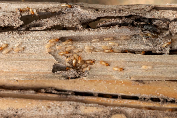 Best Termite Control Services  in New Orleans, LA