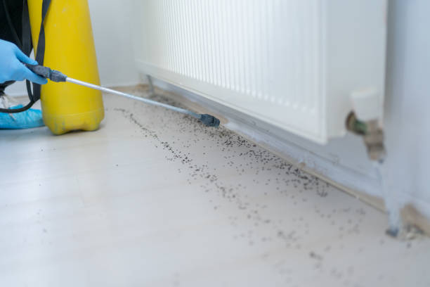 Best Affordable Pest Control Services  in New Orleans, LA